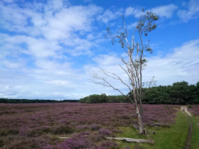 Bussummer Heide — 13 August 2023