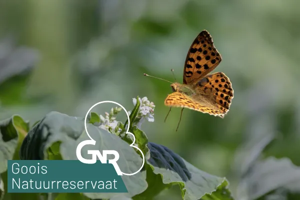 Goois Natuurreservaat — protecting nature in 't Gooi