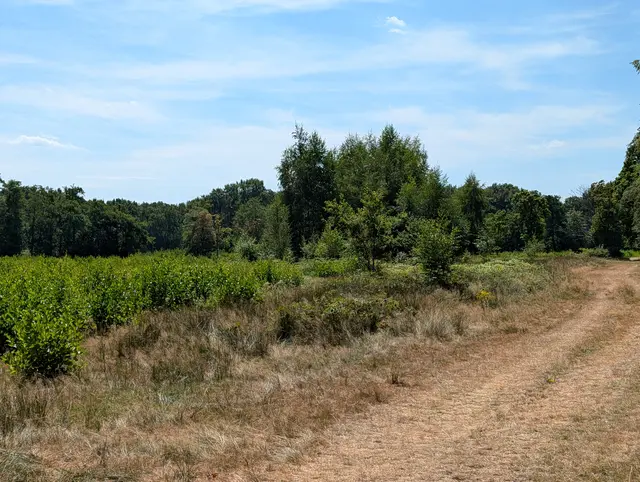 Sunny summer view of Zanderij Cruysbergen with a dry sandy path curving through grassland and young shrubs, bordered by dense green forest under a clear blue sky.